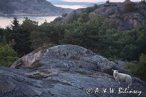 Ildverket, Południowa Norwegia, Skagerrak