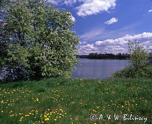 nad jeziorem Ińsko Iński Park Krajobrazowy