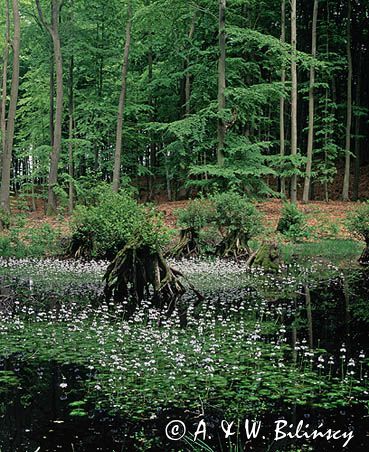 Iński Park Krajobrazowy, Okrężnica bagienna