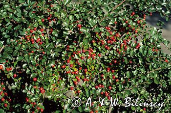 irga Cotoneaster