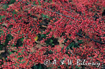 Irga pozioma Cotoneaster horizontalis