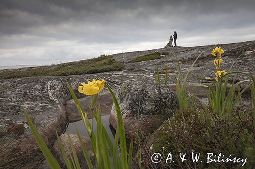 Wyspa Isokari, Finlandia, Zatoka Botnicka, Archipelag Turku, kosaciec żółty, Iris pseudoacorus