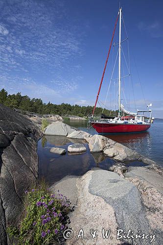 Safran, Trismus 37, Wyspa Iso Kaskinen, Archipelag Turku, Finlandia