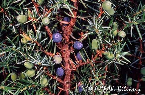Jałowiec pospolity Juniperus communis L.) owoce