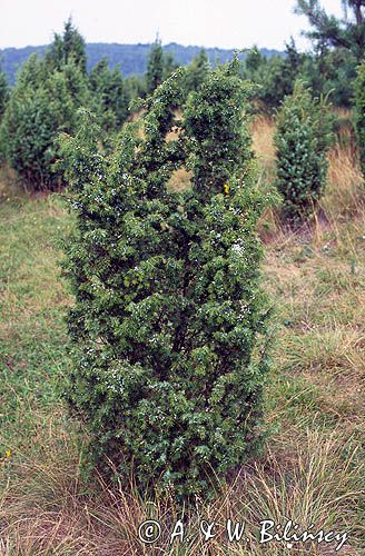 Jałowiec pospolity Juniperus communis L.)