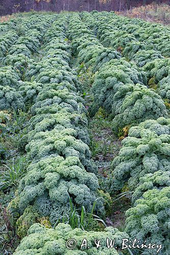 Jarmuż, kapusta liściasta Brassica oleracea var. acephala) - pododmiana botaniczna kapusty bezgłowej subvar. laciniata) .