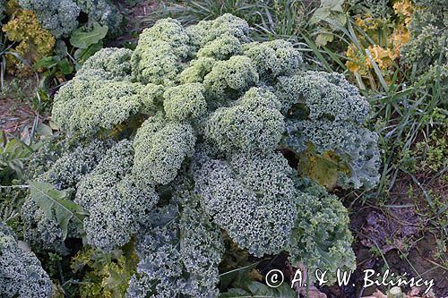 Jarmuż, kapusta liściasta Brassica oleracea var. acephala) - pododmiana botaniczna kapusty bezgłowej subvar. laciniata) .
