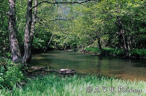 jar rzeki Raduni, rezerwat przyrody, Szwajcaria Kaszubska