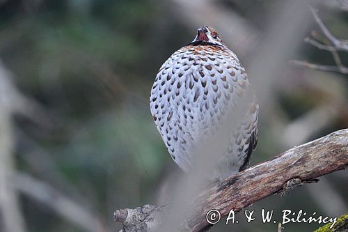 Jarząbek, śpiew. Hazel grouse. Tetrastes bonasia. Bank Zdjęć A&W Bilińscy, fotografia przyrodnicza