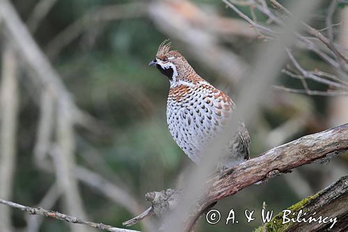 Jarząbek, samiec  Hazel Grouse, male Tetrastes bonasia, Bank zdjęć Bilińscy, fotografia przyrodnicza