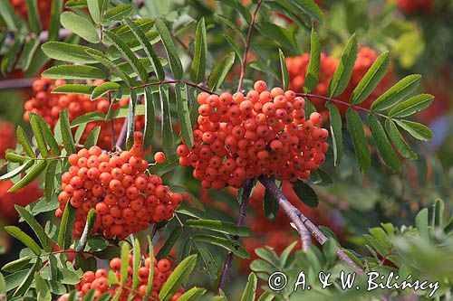 Jarząb pospolity Jarzębina) . Różowate. Sorbus aucuparia. Rosaceae