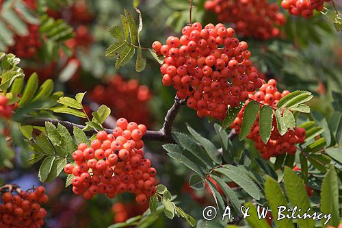 Jarząb pospolity Jarzębina) . Różowate. Sorbus aucuparia. Rosaceae