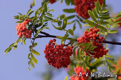 Jarząb pospolity Jarzębina) . Różowate. Sorbus aucuparia. Rosaceae