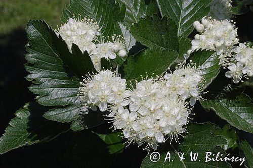 jarząb szwedzki Sorbus intermedia liście i kwiaty