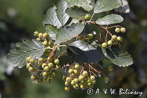 Jarząb szwedzki - Sorbus intermedia, liście i niedojrzałe owoce