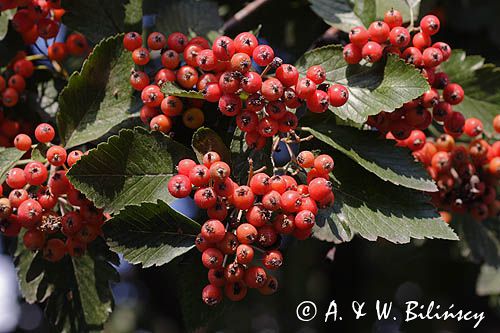 jarząb szwedzki Sorbus intermedia liście i owoce