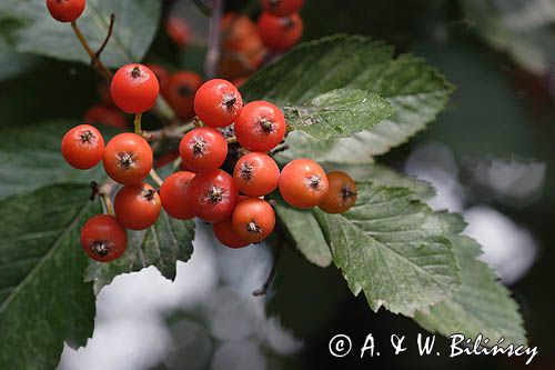 jarząb szwedzki Sorbus intermedia liście i owoce
