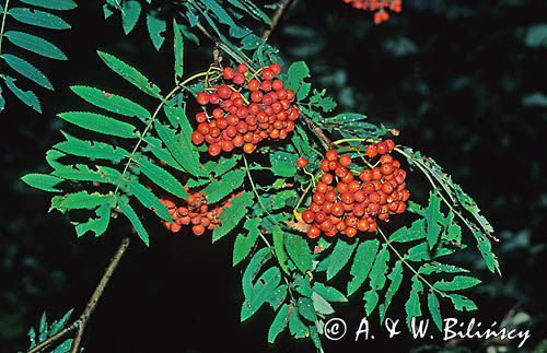 Jarząb pospolity, jarząb zwyczajny, jarzębina Sorbus aucuparia L.) owoce