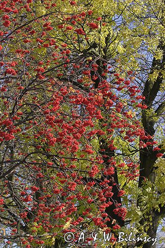 jarzębina - jarząb pospolity Sorbus aucuparia, owoce