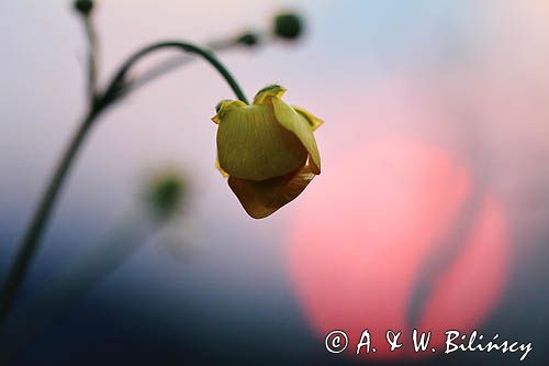 Jaskier ostry, Ranunculus acris