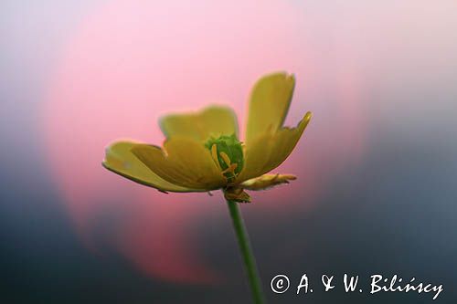 Jaskier ostry, Ranunculus acris