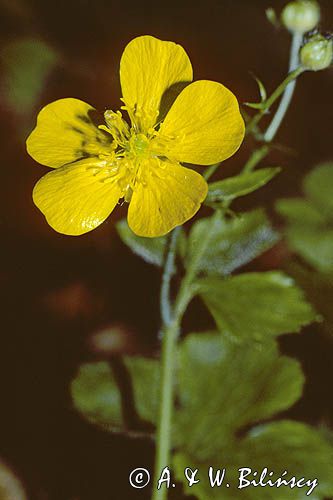 Jaskier Ranunculus L.)