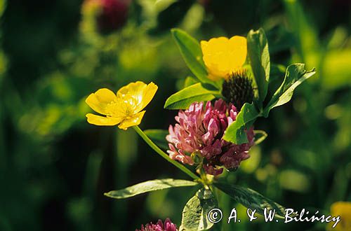 Jaskier ostry Ranunculus acris L.) i Koniczyna łąkowa Trifolium pratense, rosa, koniczyna czerwona