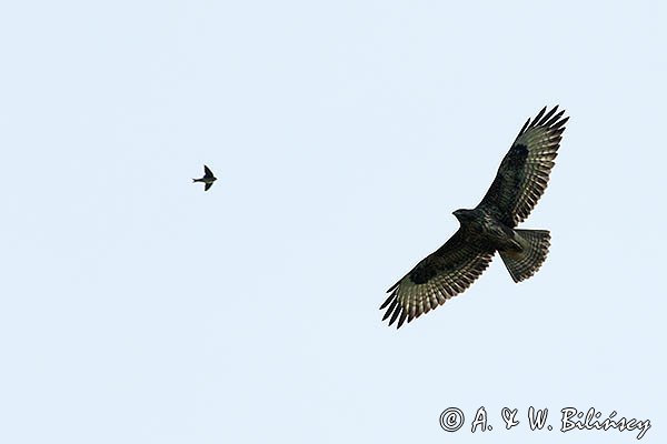 Myszołów, Buteo buteo i jaskółka