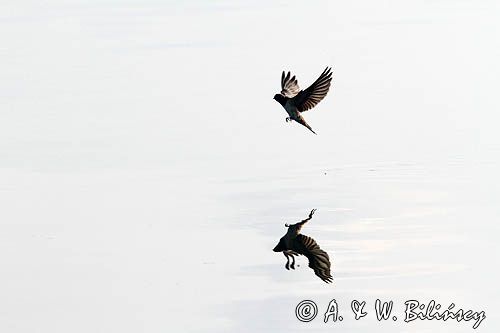 Jaskółka dymówka, Hirundo rustica