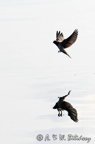 Jaskółka dymówka, Hirundo rustica