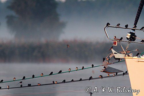 Dymówka, jaskółka dymówka, Hirundo rustica, jesienne przeloty