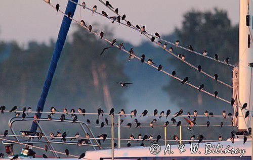 jaskółki na jachcie, fotografia przyrodnicza, fot. A. & W. Bilińscy