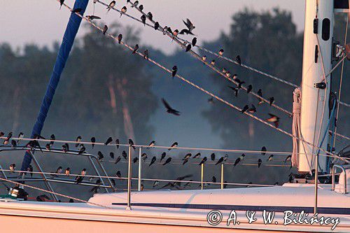 Dymówka, jaskółka dymówka, Hirundo rustica, jesienne przeloty