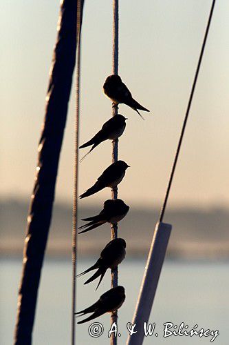 Dymówka, jaskółka dymówka, Hirundo rustica, jesienne przeloty