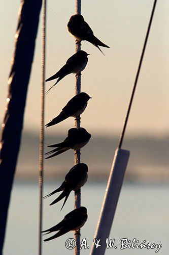 Dymówka, jaskółka dymówka, Hirundo rustica, jesienne przeloty