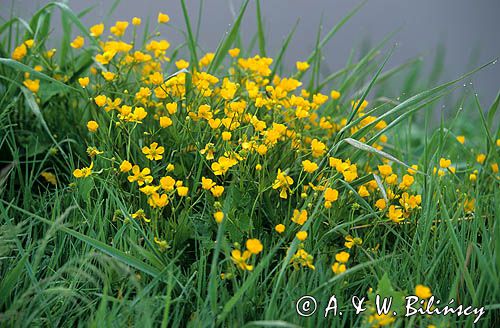 Jaskry Ranunculus L.)