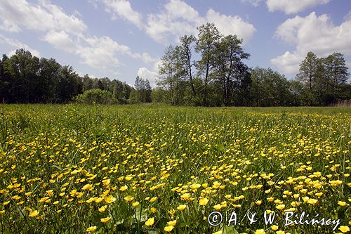 jaskry na podmokłej łące Nadbużański Park Krajobrazowy