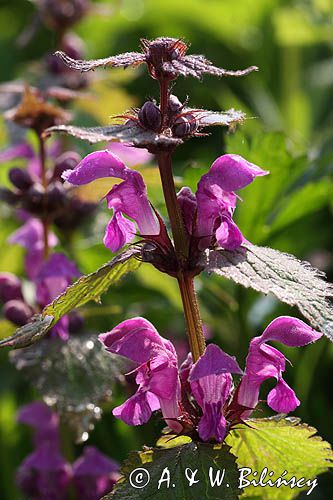 jasnota plamista, Lamium maculatum, kwiaty