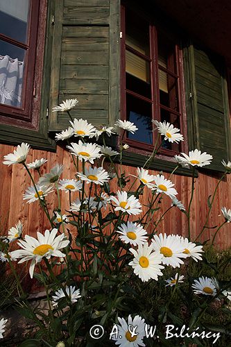 Jastrun wielki Chrysanthemum maximum