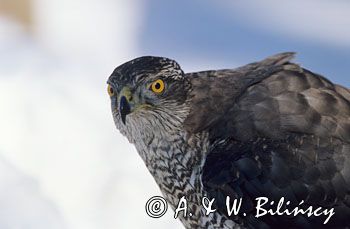 jastrząb Accipiter gentilis