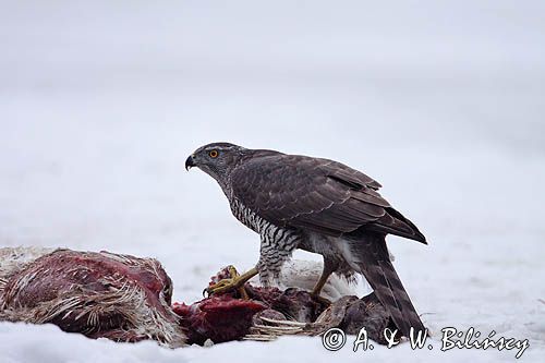 jastrząb, Accipiter gentilis, przy padlinie