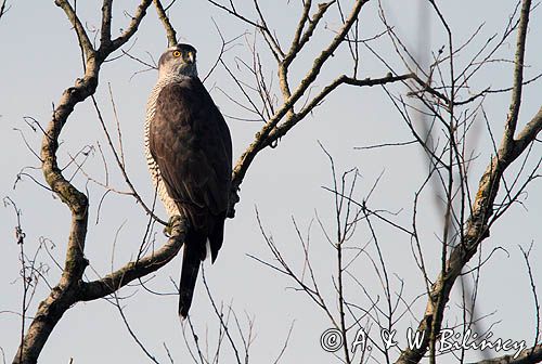jastrząb, Accipiter gentilis