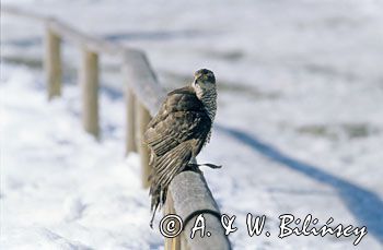 jastrząb Accipiter gentilis