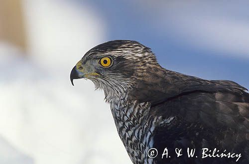 jastrząb Accipiter gentilis