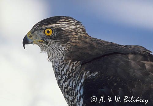 jastrząb Accipiter gentilis