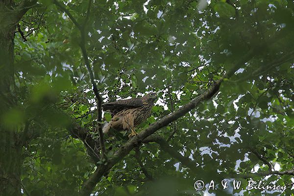 Jastrząb zwyczajny, jastrząb, jastrząb gołębiarz, Accipiter gentilis, juv.