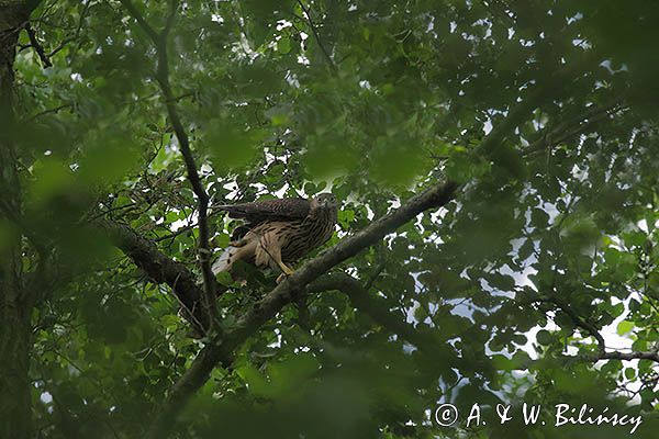 Jastrząb zwyczajny, jastrząb, jastrząb gołębiarz, Accipiter gentilis, juv.