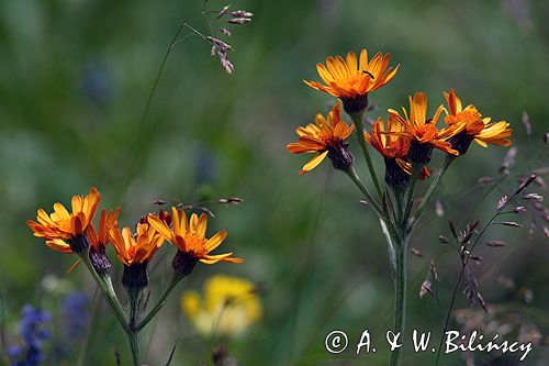 jastrzębiec pomarańczowy Hieracium auriantiacum