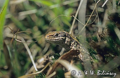 jaszczurka żyworodna Zootoca vivipara) Lacerta vivipara