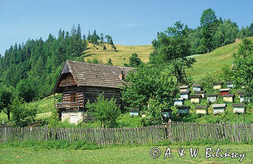 Jaworki Beskid Sądecki / Małe Pieniny, Czarna Woda